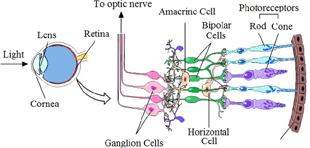 Figure 1 for Improving Texture Categorization with Biologically Inspired Filtering