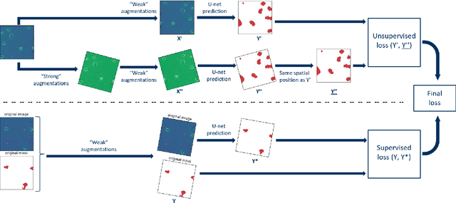 Figure 2 for A comparative study of semi- and self-supervised semantic segmentation of biomedical microscopy data