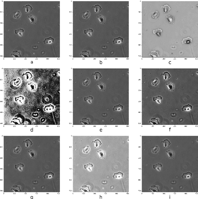 Figure 3 for A comparative study of semi- and self-supervised semantic segmentation of biomedical microscopy data