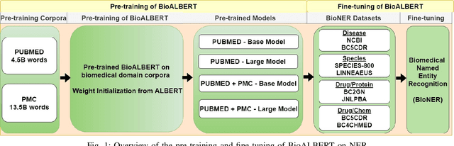Figure 1 for BioALBERT: A Simple and Effective Pre-trained Language Model for Biomedical Named Entity Recognition