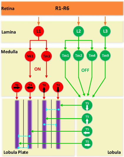 Figure 2 for Modelling Drosophila Motion Vision Pathways for Decoding the Direction of Translating Objects Against Cluttered Moving Backgrounds