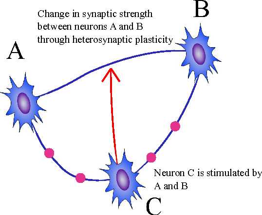 Figure 3 for Neural coordination can be enhanced by occasional interruption of normal firing patterns: A self-optimizing spiking neural network model