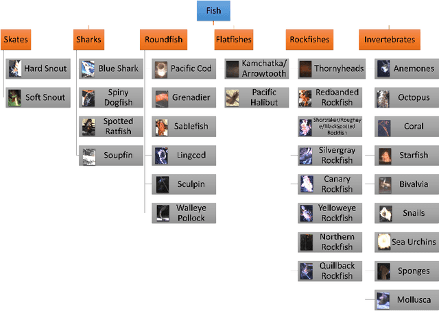 Figure 3 for Video-based Hierarchical Species Classification for Longline Fishing Monitoring