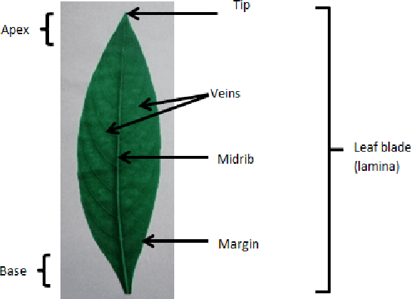 Figure 3 for Computer-aided Interpretable Features for Leaf Image Classification