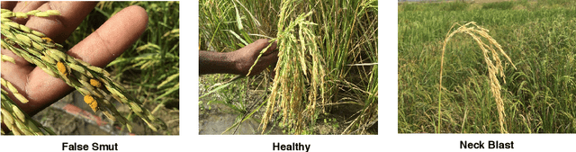 Figure 2 for Rice grain disease identification using dual phase convolutional neural network-based system aimed at small dataset