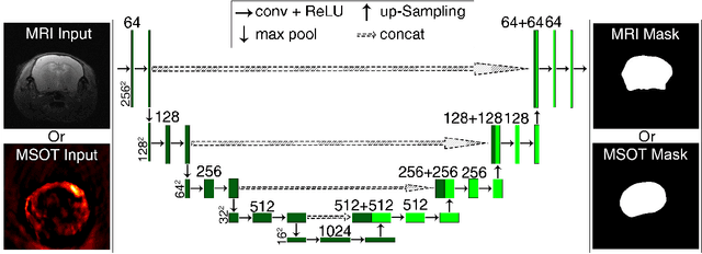 Figure 2 for Deep learning facilitates fully automated brain image registration of optoacoustic tomography and magnetic resonance imaging