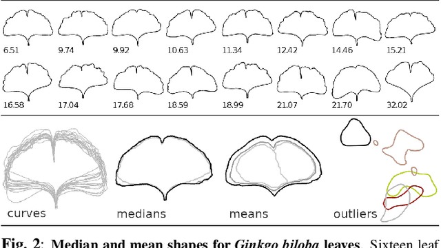 Figure 2 for Geometric Median Shapes