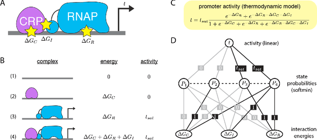 Figure 1 for Biophysical models of cis-regulation as interpretable neural networks