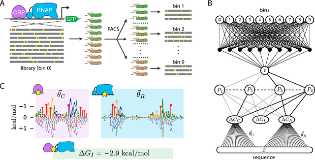 Figure 2 for Biophysical models of cis-regulation as interpretable neural networks