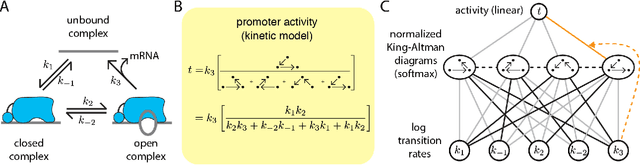 Figure 3 for Biophysical models of cis-regulation as interpretable neural networks