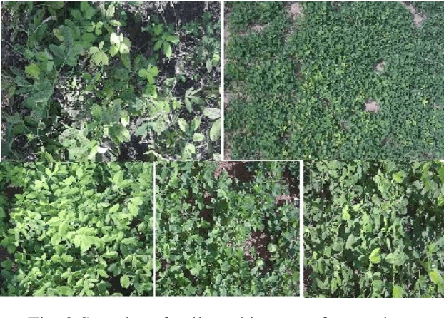 Figure 2 for Quantification of groundnut leaf defects using image processing algorithms