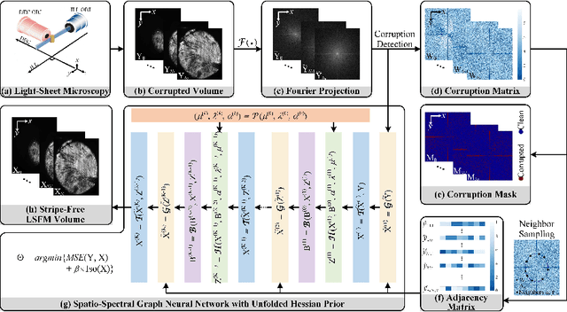 Figure 1 for DeStripe: A Self2Self Spatio-Spectral Graph Neural Network with Unfolded Hessian for Stripe Artifact Removal in Light-sheet Microscopy