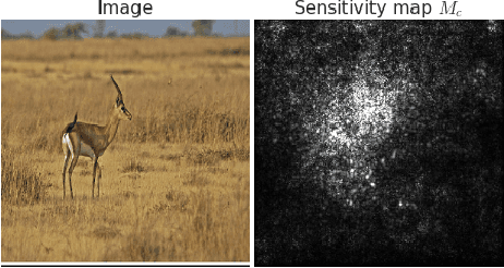 Figure 1 for SmoothGrad: removing noise by adding noise