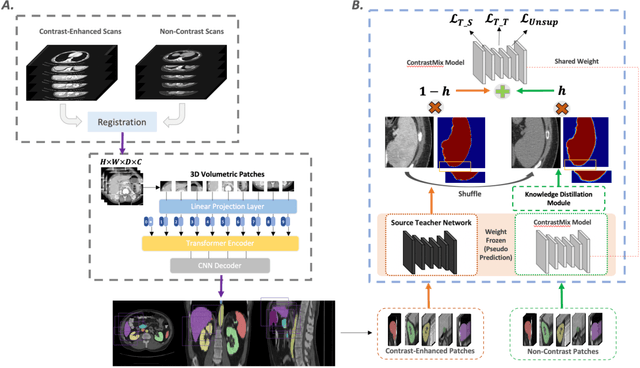 Figure 3 for Pseudo-Label Guided Multi-Contrast Generalization for Non-Contrast Organ-Aware Segmentation