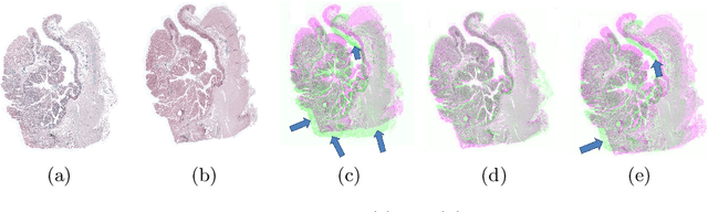 Figure 3 for Registration of Histopathogy Images Using Structural Information From Fine Grained Feature Maps