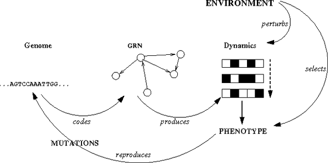Figure 4 for Network Structure and Dynamics, and Emergence of Robustness by Stabilizing Selection in an Artificial Genome