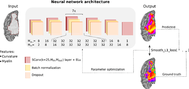 Figure 1 for DeepRetinotopy: Predicting the Functional Organization of Human Visual Cortex from Structural MRI Data using Geometric Deep Learning