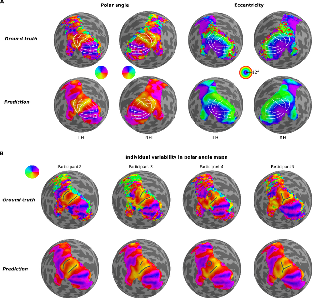Figure 2 for DeepRetinotopy: Predicting the Functional Organization of Human Visual Cortex from Structural MRI Data using Geometric Deep Learning