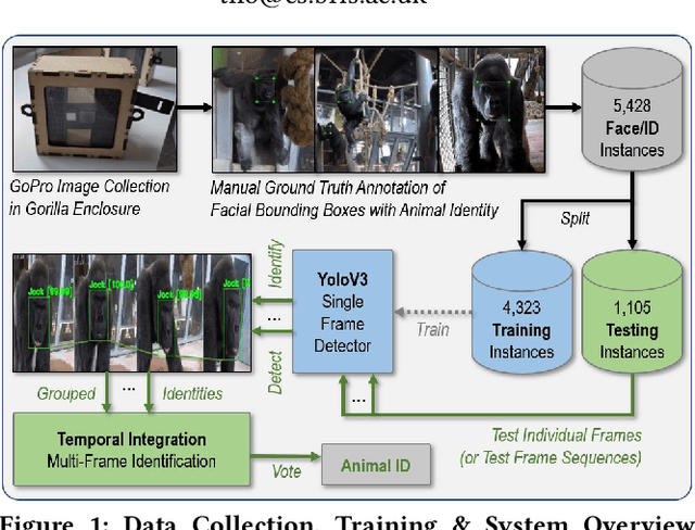 Figure 1 for A Dataset and Application for Facial Recognition of Individual Gorillas in Zoo Environments