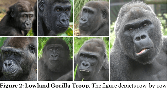 Figure 3 for A Dataset and Application for Facial Recognition of Individual Gorillas in Zoo Environments