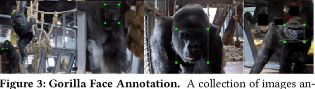 Figure 4 for A Dataset and Application for Facial Recognition of Individual Gorillas in Zoo Environments