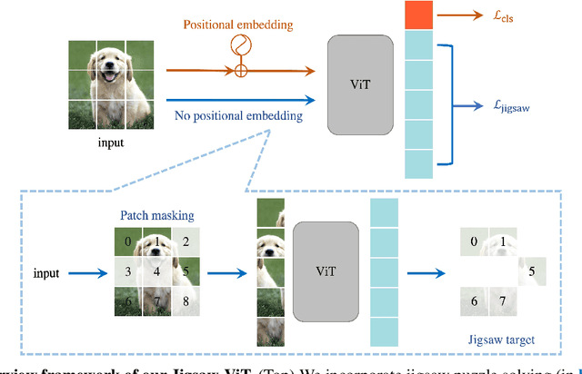 Figure 1 for Jigsaw-ViT: Learning Jigsaw Puzzles in Vision Transformer