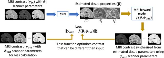 Figure 3 for Unsupervised learning of MRI tissue properties using MRI physics models