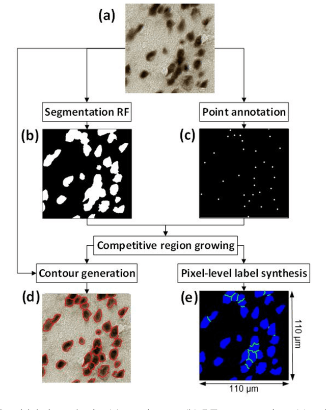 Figure 2 for Evaluation of Deep Learning Topcoders Method for Neuron Individualization in Histological Macaque Brain Section