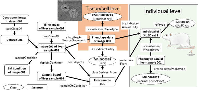 Figure 1 for Development of Semantic Web-based Imaging Database for Biological Morphome