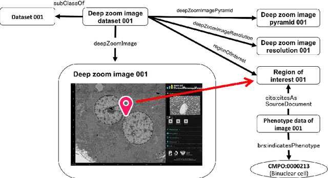 Figure 3 for Development of Semantic Web-based Imaging Database for Biological Morphome