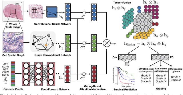Figure 1 for Pathomic Fusion: An Integrated Framework for Fusing Histopathology and Genomic Features for Cancer Diagnosis and Prognosis