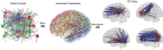 Figure 1 for LOCUS: A Novel Decomposition Method for Brain Network Connectivity Matrices using Low-rank Structure with Uniform Sparsity