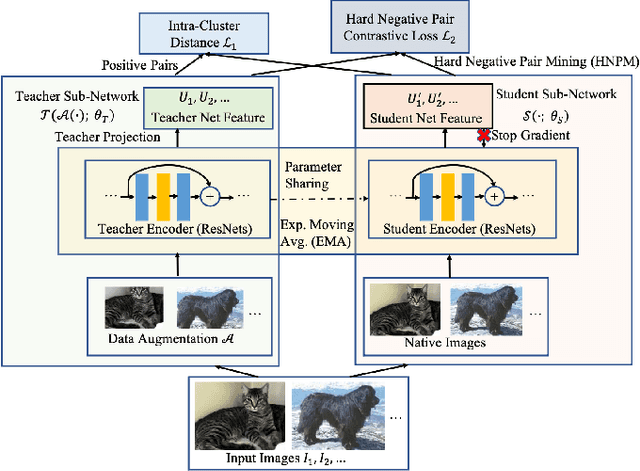 Figure 1 for Adversarial Contrastive Self-Supervised Learning
