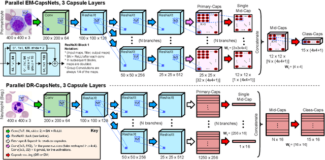 Figure 1 for Parallel Capsule Networks for Classification of White Blood Cells