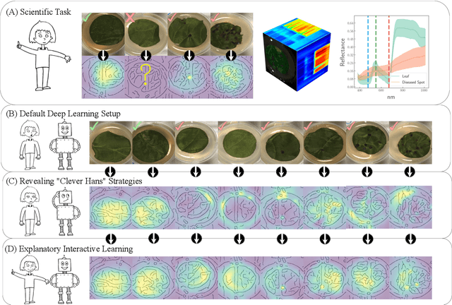 Figure 1 for Right for the Wrong Scientific Reasons: Revising Deep Networks by Interacting with their Explanations