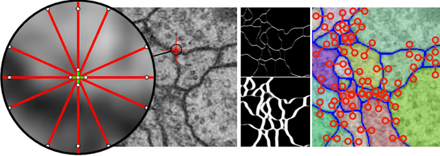 Figure 1 for The Mutex Watershed and its Objective: Efficient, Parameter-Free Image Partitioning
