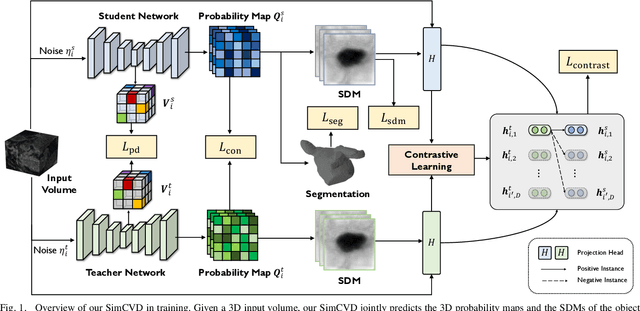 Figure 1 for SimCVD: Simple Contrastive Voxel-Wise Representation Distillation for Semi-Supervised Medical Image Segmentation