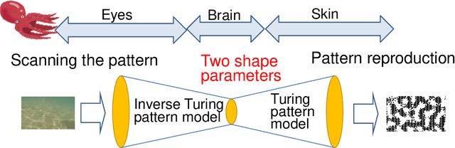 Figure 1 for Mimicry mechanism model of octopus epidermis pattern by inverse operation of Turing reaction model