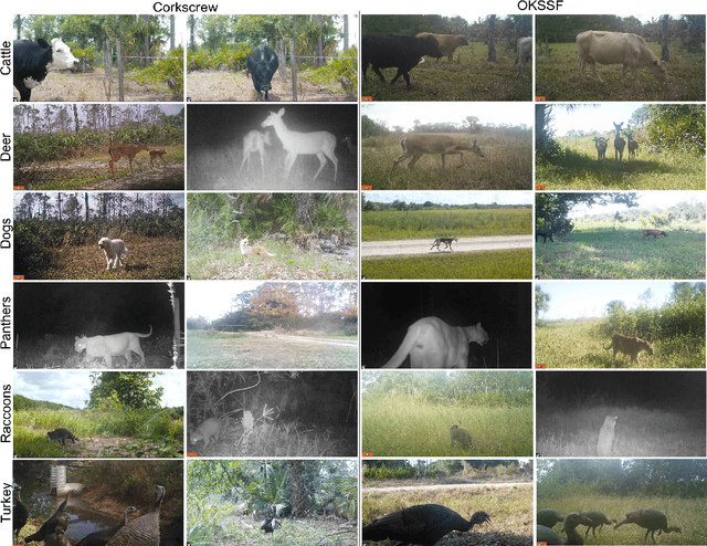Figure 2 for Florida Wildlife Camera Trap Dataset