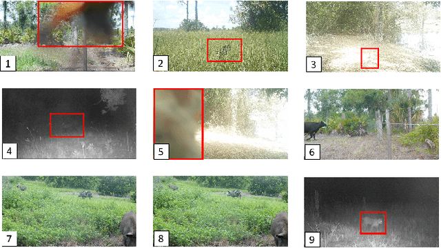 Figure 4 for Florida Wildlife Camera Trap Dataset