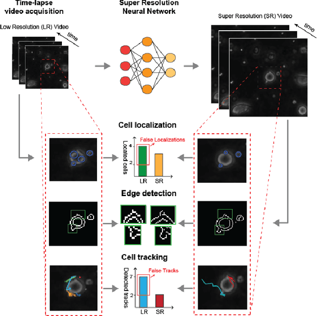 Figure 1 for Recursive Deep Prior Video: a Super Resolution algorithm for Time-Lapse Microscopy of organ-on-chip experiments