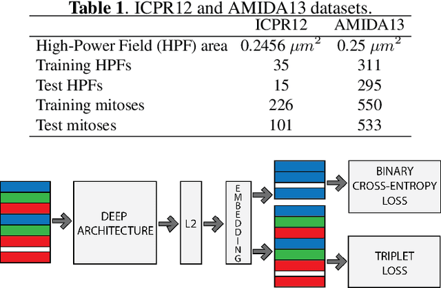 Figure 1 for Mitosis Detection Under Limited Annotation: A Joint Learning Approach