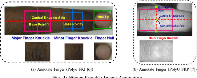 Figure 1 for FKIMNet: A Finger Dorsal Image Matching Network Comparing Component (Major, Minor and Nail) Matching with Holistic (Finger Dorsal) Matching