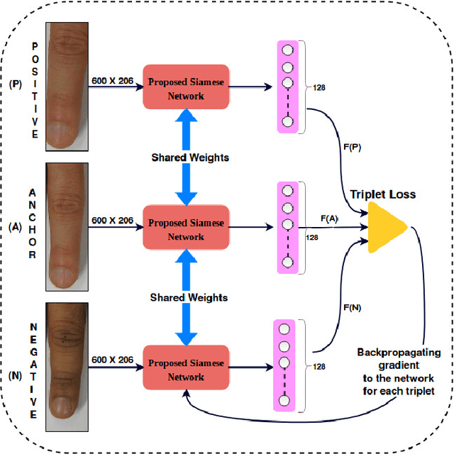 Figure 3 for FKIMNet: A Finger Dorsal Image Matching Network Comparing Component (Major, Minor and Nail) Matching with Holistic (Finger Dorsal) Matching