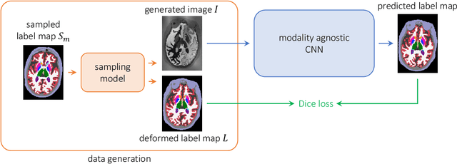 Figure 1 for A Learning Strategy for Contrast-agnostic MRI Segmentation