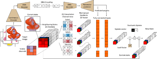 Figure 2 for Neural Cellular Automata Manifold
