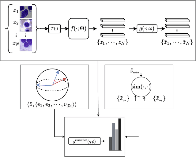 Figure 1 for Beyond Labels: Visual Representations for Bone Marrow Cell Morphology Recognition