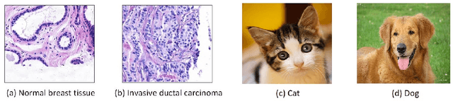 Figure 1 for How Much Off-The-Shelf Knowledge Is Transferable From Natural Images To Pathology Images?