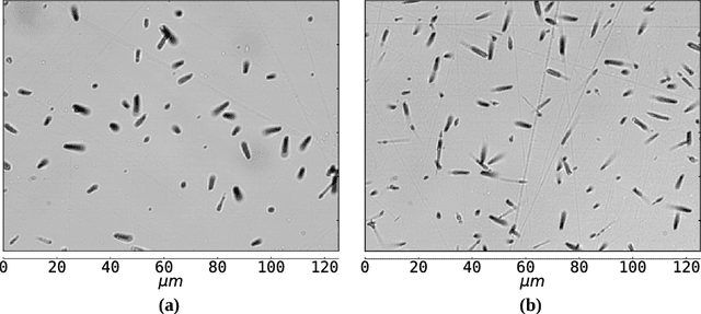 Figure 1 for Automatic counting of fission tracks in apatite and muscovite using image processing