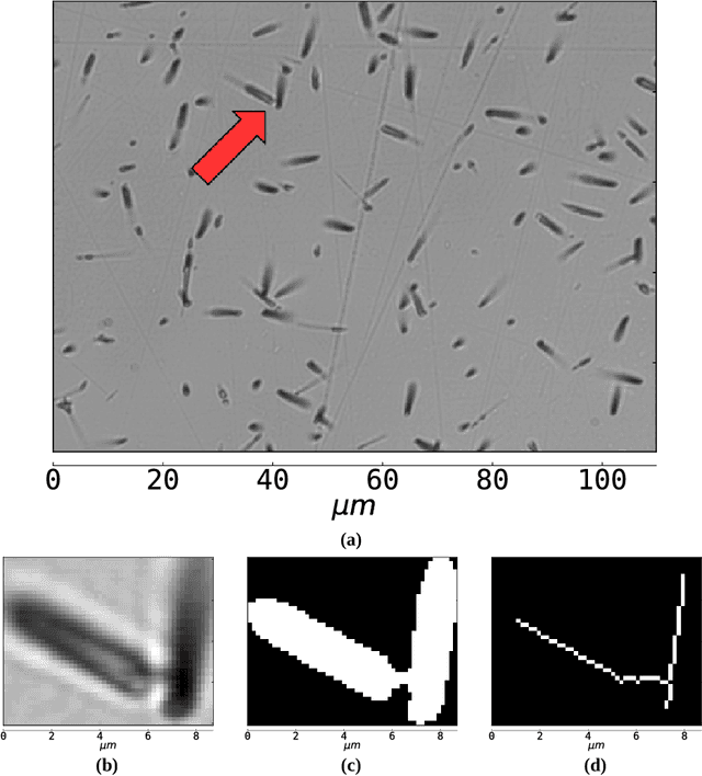 Figure 3 for Automatic counting of fission tracks in apatite and muscovite using image processing